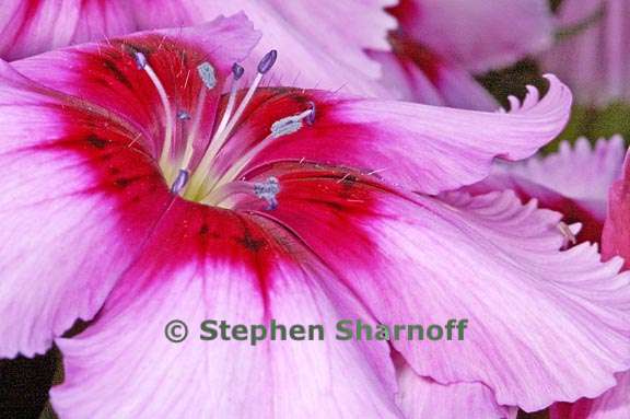 dianthus cherry magic graphic